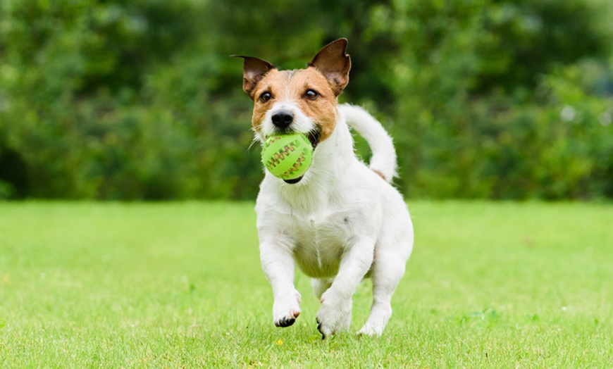 Image 2: Dog Treat Dispenser Toy Ball