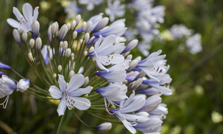 Image 5: Two or Four Summer-Flowering Agapanthus Duo Plants 9cm