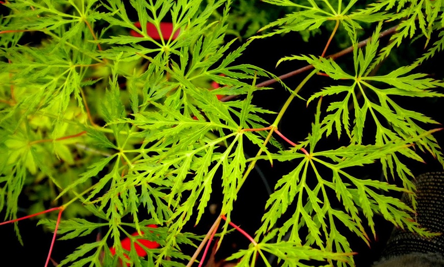 Image 6: Large Japanese Weeping Maples