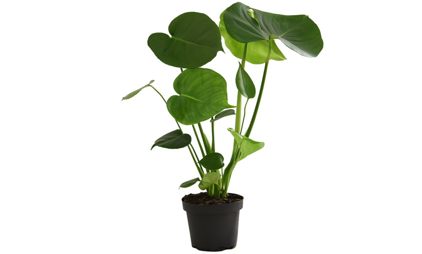 Image 8: One or Two Monstera Deliciosa Swiss Cheese Plants