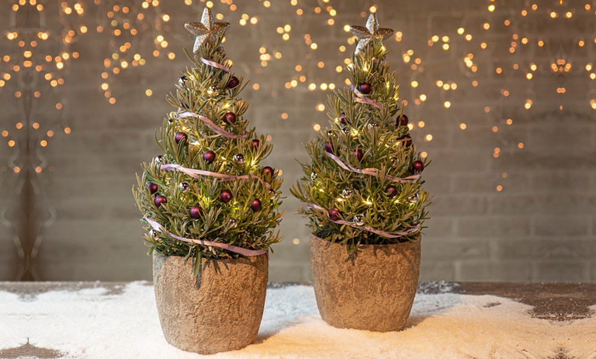 Image 3: Festive Rosemary or Lavender Christmas Tree - 1 or 2 Potted Plants