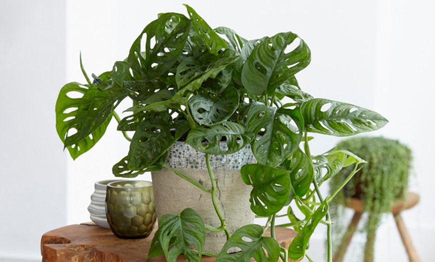 Image 2: Trailing Houseplant Collection