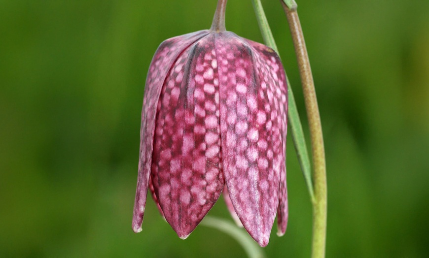 Image 7: 25 or 50 Fritillaria Meleagris Mixed Spring Flowering Bulbs