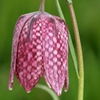 Image 7: 25 or 50 Fritillaria Meleagris Mixed Spring Flowering Bulbs