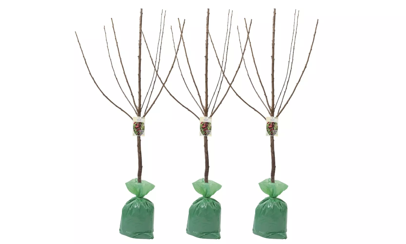 3x oder 5x Set Obstbäume