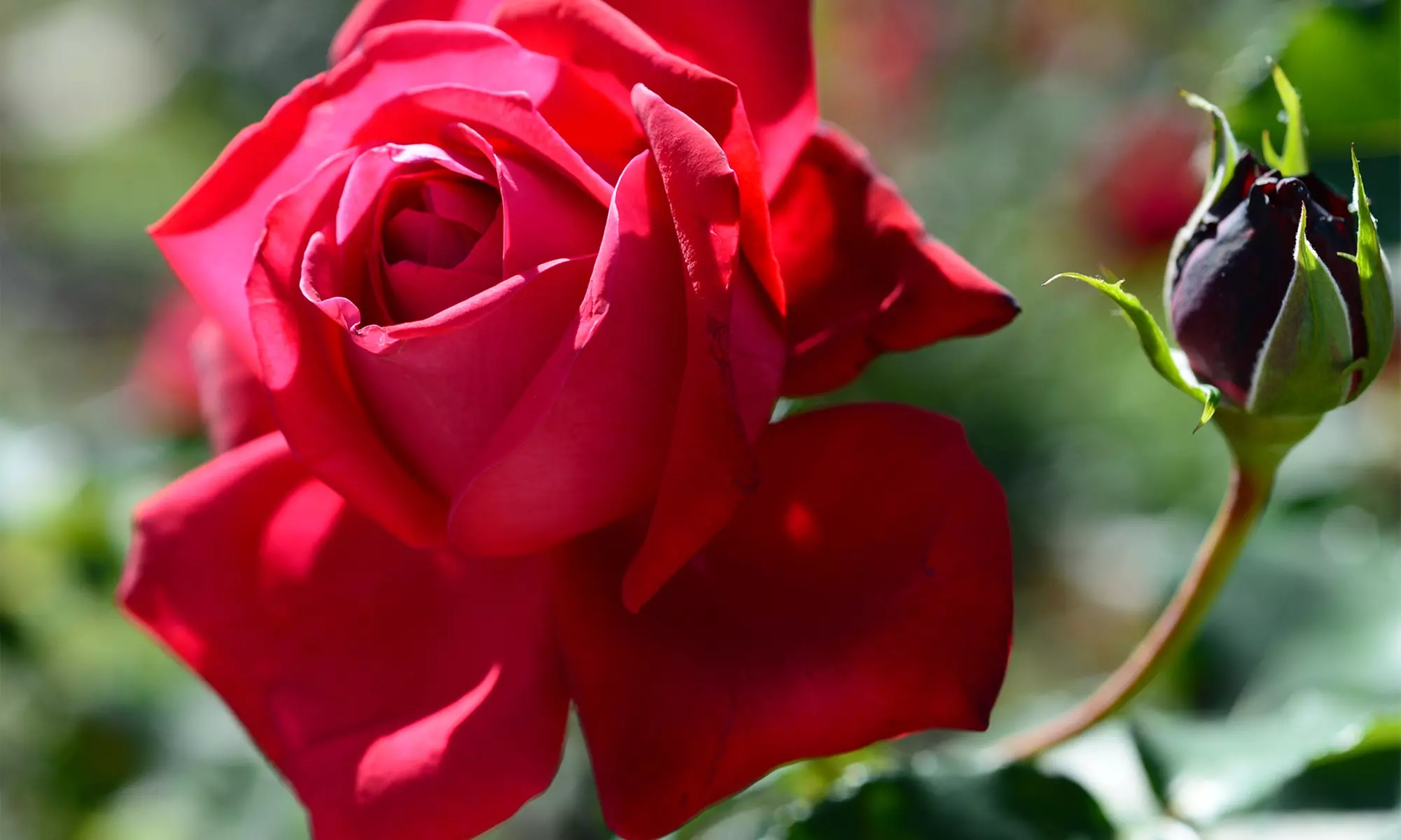 4er-Set großblütige Duftrosen