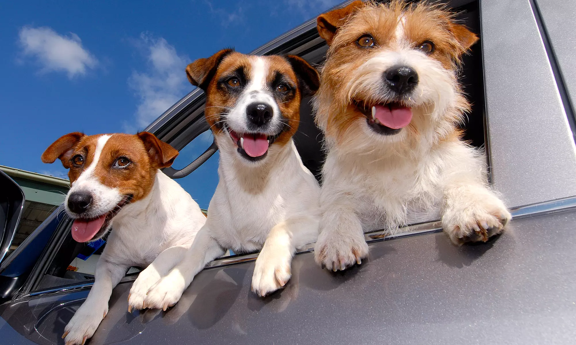 Home Dog Boarding from Rover.com (Up to 63% Off) - Primary Image
