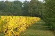 Two-Hour Heritage Vineyard Tour and Tasting for One, Two or Four at Shawsgate Vineyard (Up to 45% Off) - Second Medium