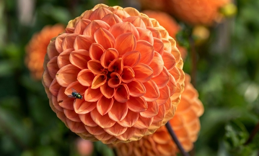 Image 3: Dahlia Kaleidoscope Mix