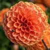 Image 3: Dahlia Kaleidoscope Mix