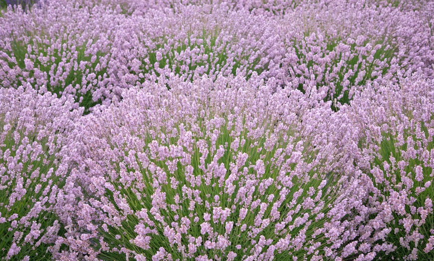 Image 1: Pink Lavender Rosea - 1, 3, 5 or 10 Potted Plants