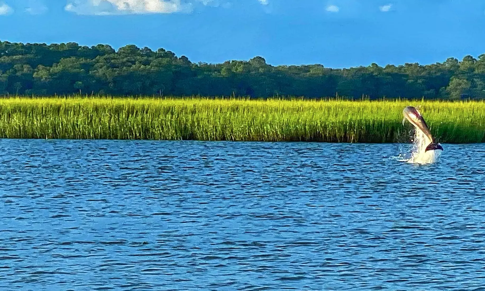 All-Ages Guided Dolphin, or Round Trip Ferry Tour w/ Local Guides & Coast Guard-Certified Boats in Hilton Head's Waters