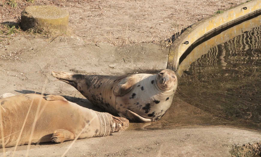 Image 16: Entreeticket Dolfinarium 