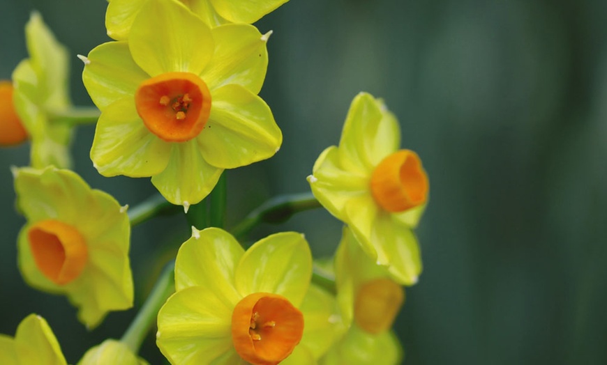 Image 5: 60 or 120 Narcissus Daffodil Dwarf Collection Bulbs