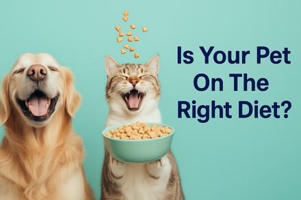 Pet Food Sensitivity Test for Cats or Dogs- Kibble Food (For One) - Pet Food Sensitivity and Allergy Test for Cats and Dogs