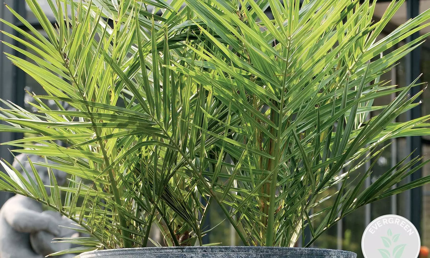 Palmera de Canarias Phoenix