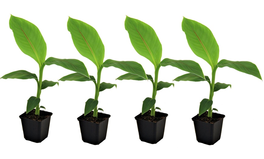 Image 6: Potted Banana Plants
