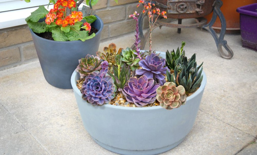 Image 1: 4 or 8 Echeveria Jumbo Plug Collections with Optional Bowl Planter
