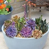 Image 1: 4 or 8 Echeveria Jumbo Plug Collections with Optional Bowl Planter