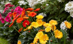 Hardy Gerbera Sweet Collection 7cm Pot - 3 or 6 Plants