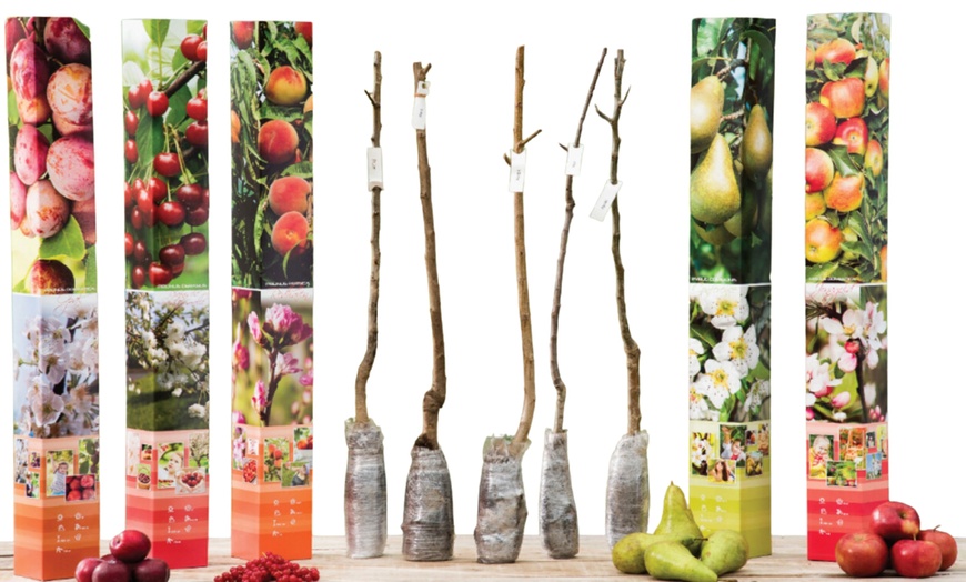 Image 15: Lot de 3, 5 ou 10 arbres fruitiers fuseaux