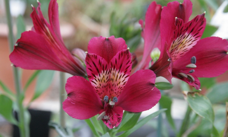 Image 1: Alstroemeria George Plant