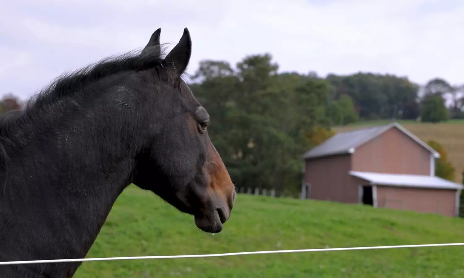 Elysian Fields Equestrian Center offers small group lessons for beginners and beyond with up to 34% off - Primary Image