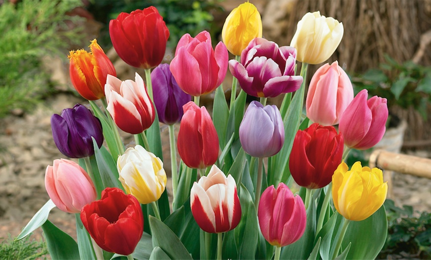 Image 1: 100 Spring Tulip Bulbs