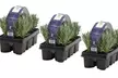 6er, 12er- oder 18er-Set Lavendel-Pflanzen - Second Medium