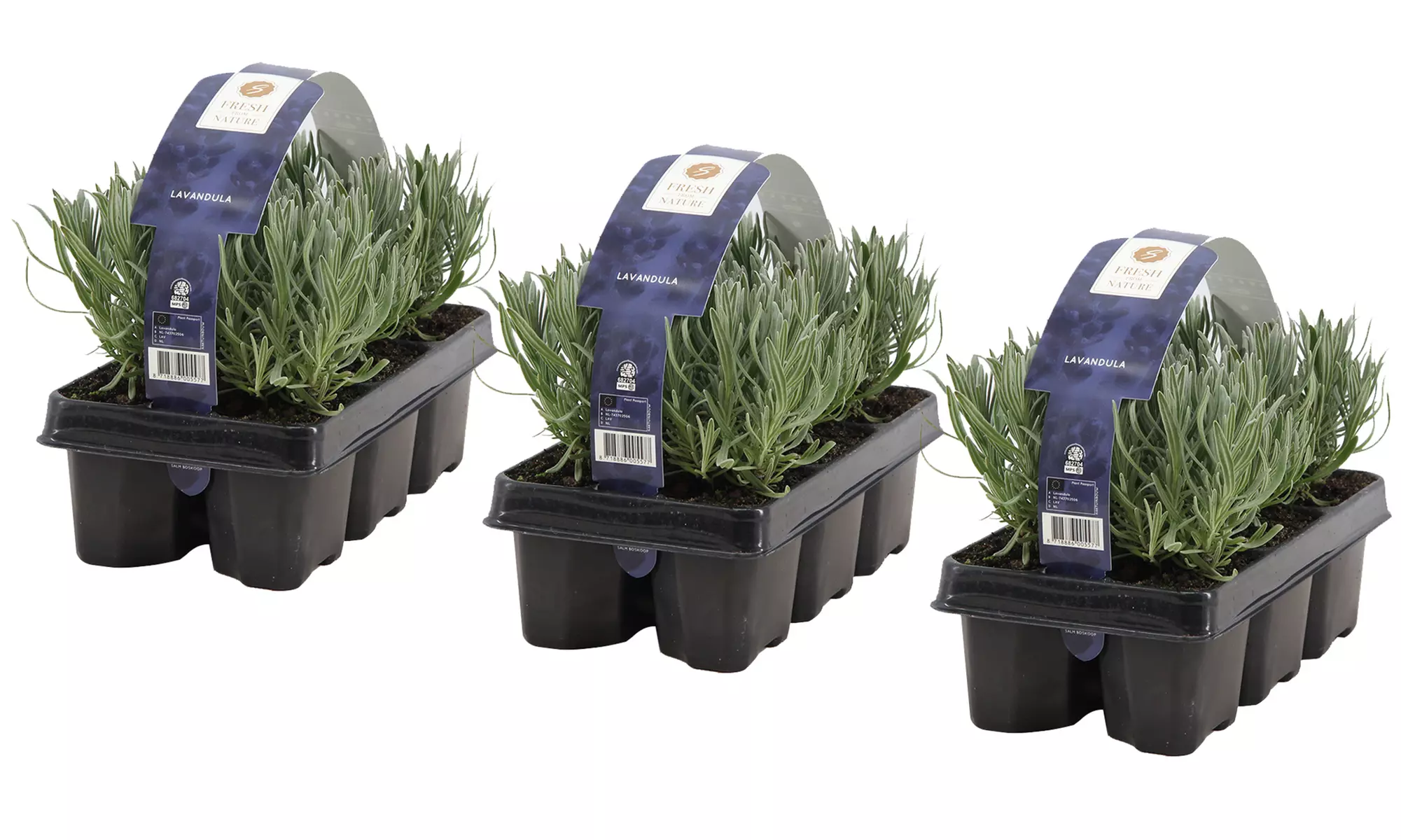 6er, 12er- oder 18er-Set Lavendel-Pflanzen