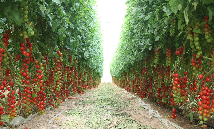 Image 5: 3, 6 or 12 Tomato Tumbling Tom Postiplug Plants