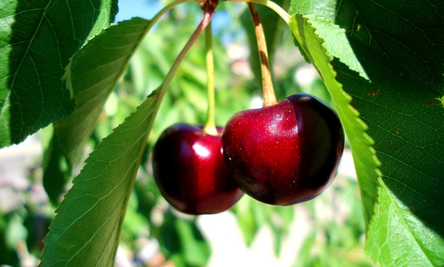 Image 5: 1 ou 2 lots de 4 arbres fruitiers