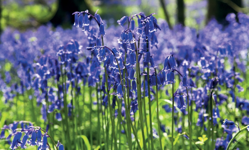 Image 3: 30, 60 or 120 English Bluebell Bulbs