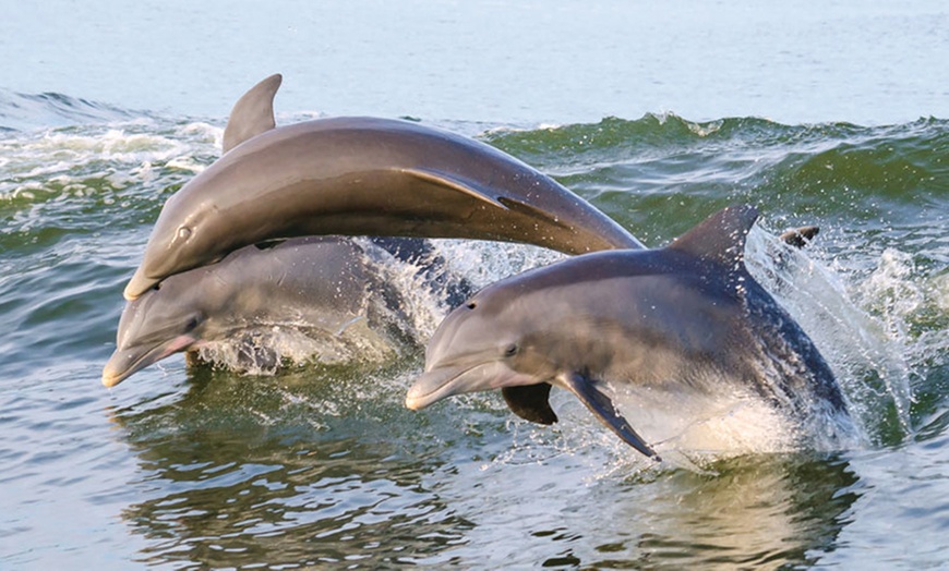 Image 3: Shell Wildlife Eco Tour or Amazing Cape Romano/10,000 Island Adventure