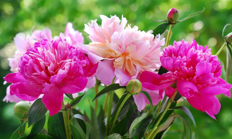 Pre-Order: Peony Bare Root Fragrant Collection (3-Pack)  - Primary Image