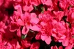2x oder 4x japanische Azalee Anouk in Rosa/Rot, inkl. Versand - Second Medium