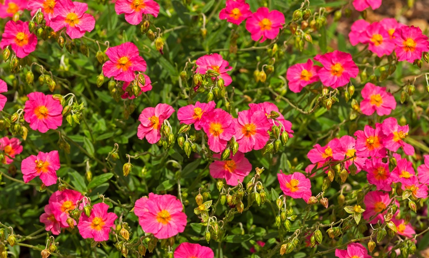 Image 10: Sun Loving Plant Collection - 5 or 10 Potted Plants