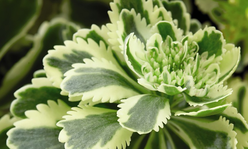 Image 3: Sedum Atlantis Plant