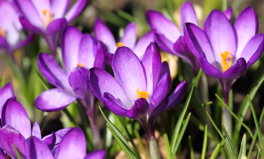 Image 4: Lot de bulbes à floraison d'été