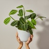 Image 19: Next Day Farm-Fresh Flowers from The Bouqs Company (Up to 55% Off)