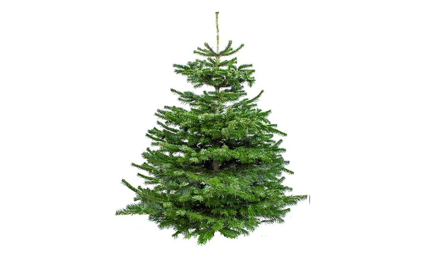 Image 4: Real Nordmann Fir Christmas Tree