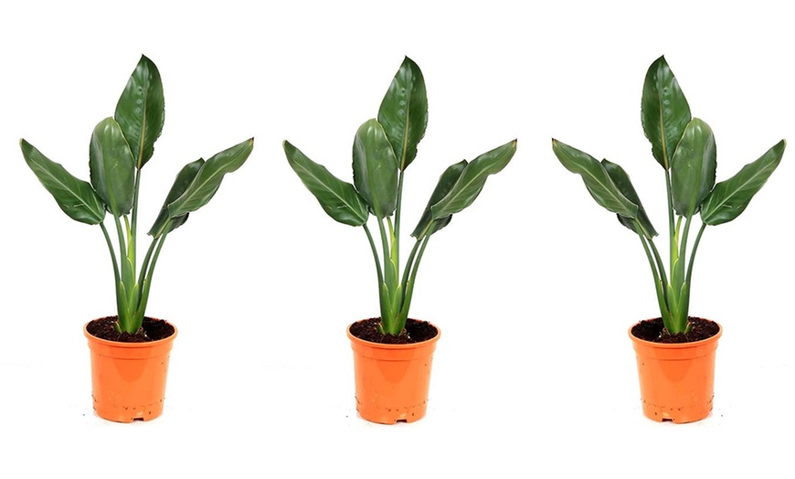 Image 5: 3er- oder 6er-Set Paradiesvogelblumen (Strelitzia Reginae)