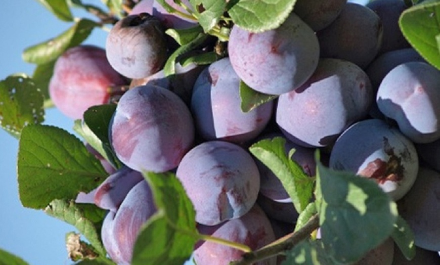 Image 5: Collection of Five Fruit Trees