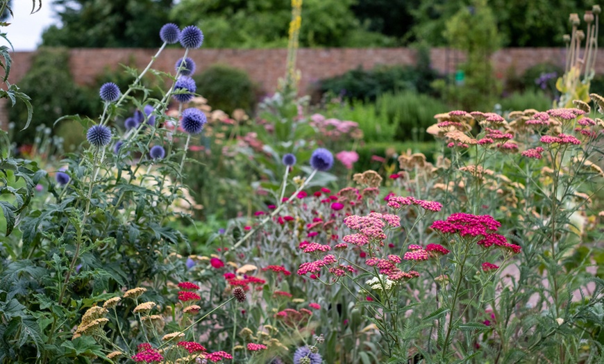 Image 5: Perennial Achillea 'Sunrise' Collection - 3 or 6 Potted Plants