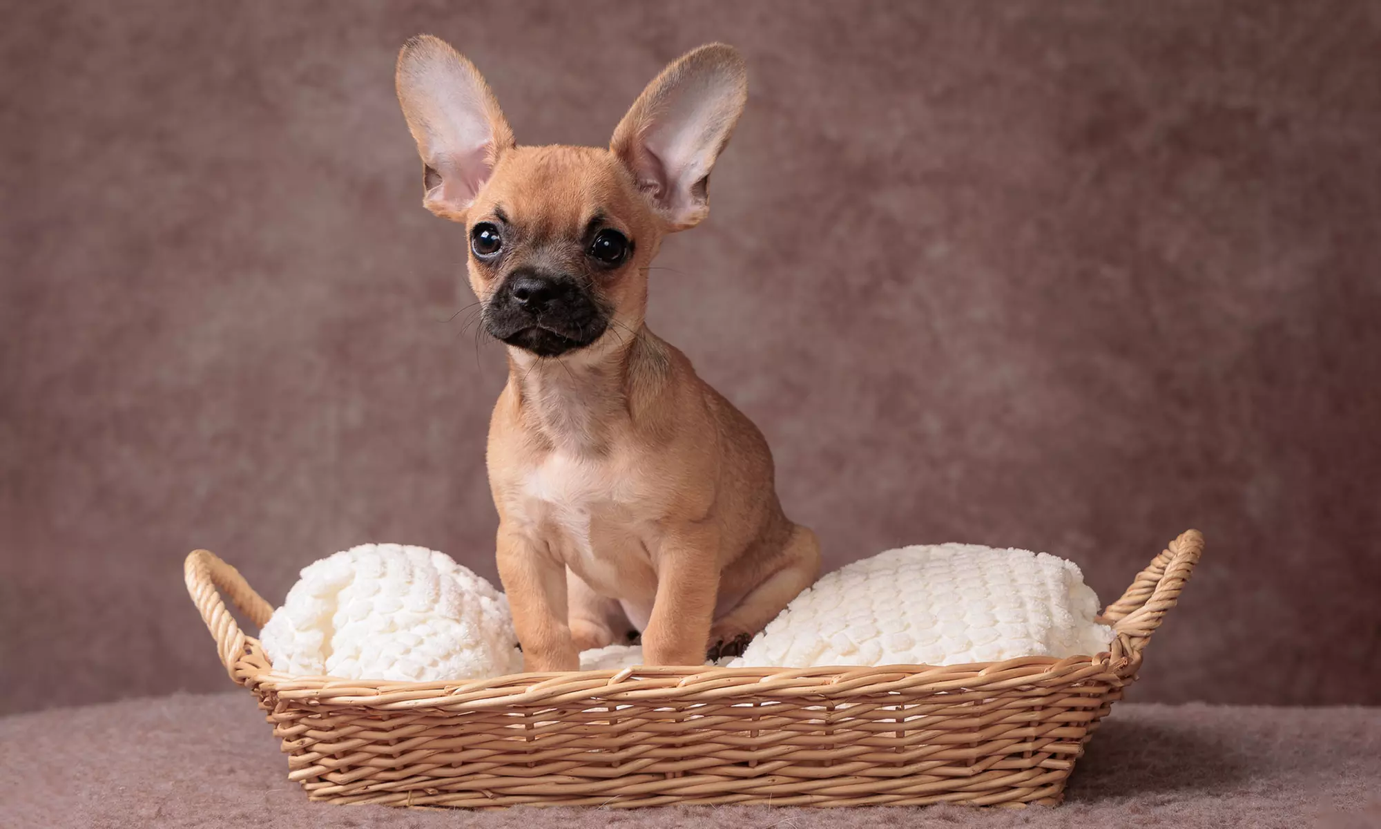 Fotoshoot met of van je huisdier bij DD Photography