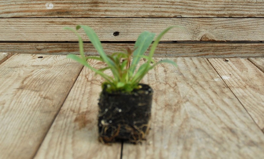 Image 2: Penstemon Dakota Burgundy Plants