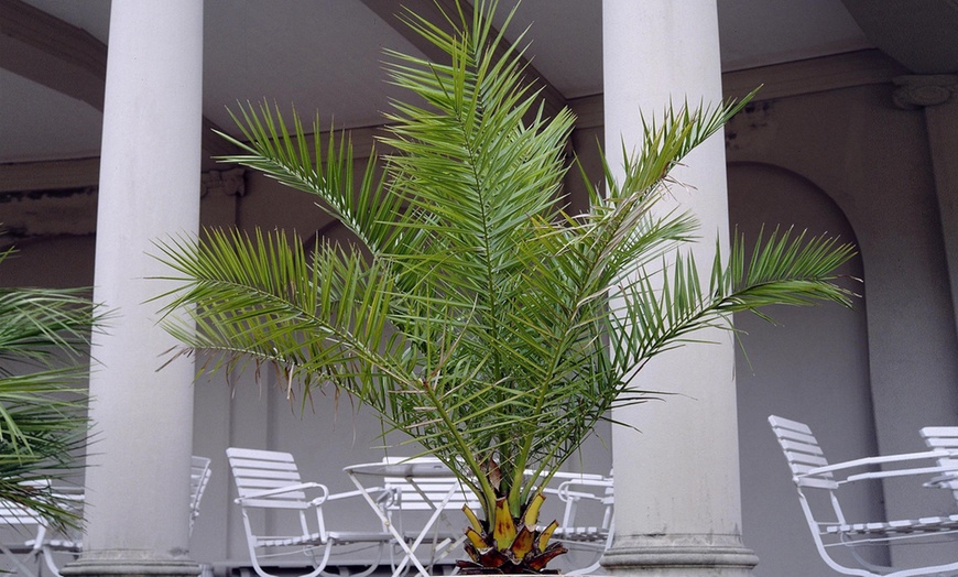 Image 2: Palmiers des Canaries