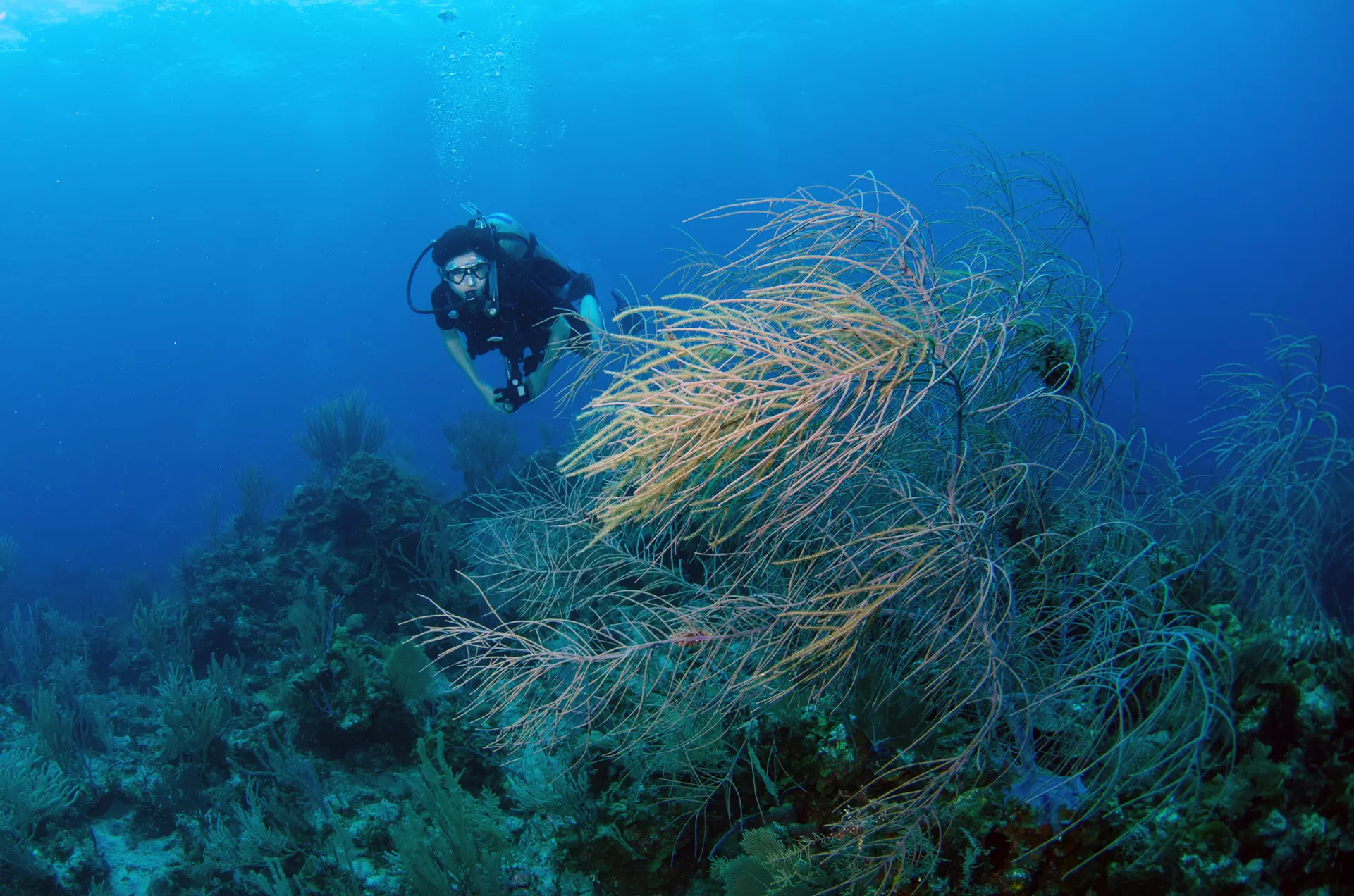 $145 for One NAUI Passport Scuba Certification (ISO Level-1) at Learn Scuba Chicago ($295 Value) - Primary Image