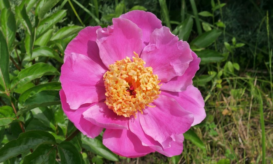 Image 5: Pretty Peony Collection - 3 Plants