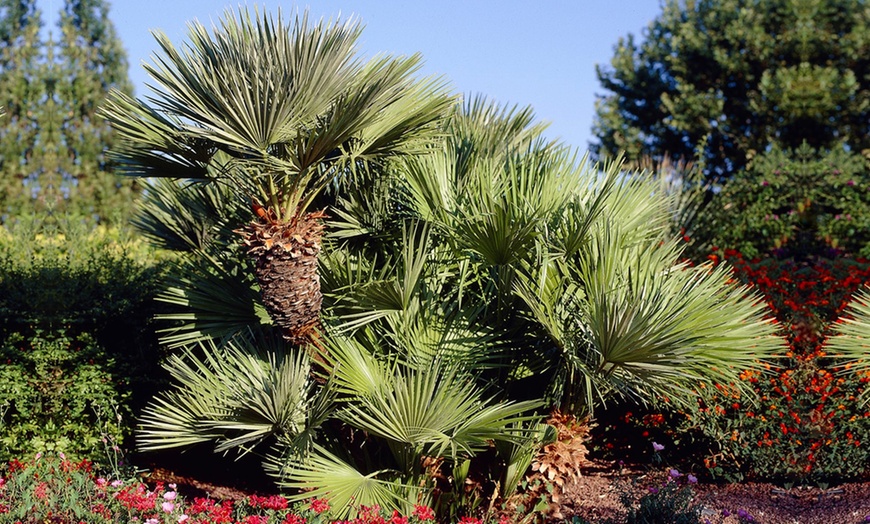 Image 7: 1 ou 2 plants de palmiers Chamaerops Humilis en pot